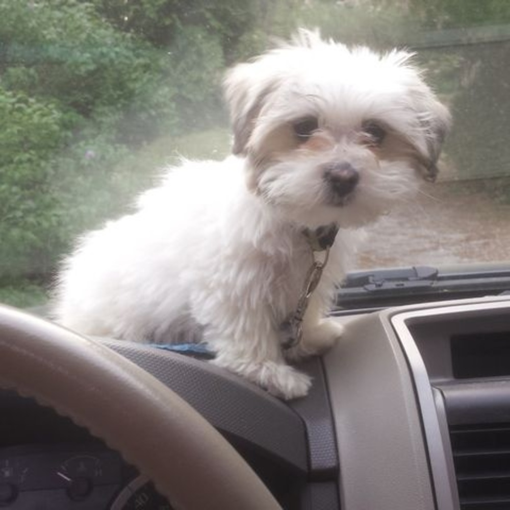 Meet your Posher, Hannah